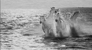 A herd of horses running through water.