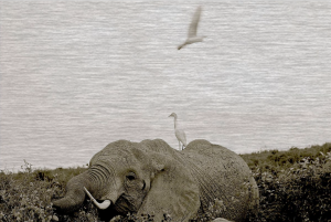 A bird flying over an elephant in the water.