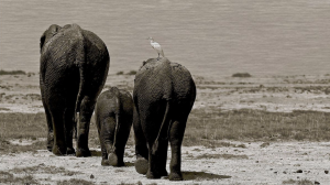 A bird sitting on the back of two elephants.