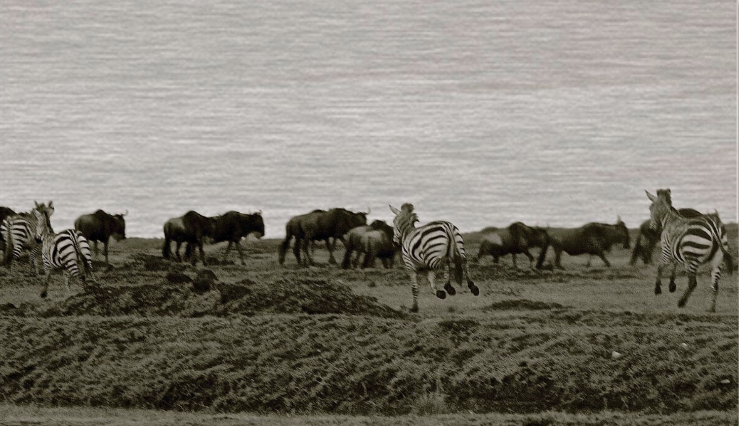 A zebra running across the grass with other animals in the background.