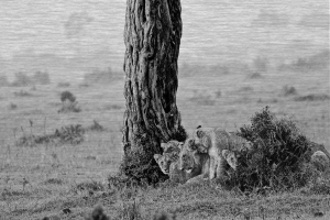 A black and white photo of two lions under a tree