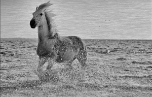 A horse running through the water on the beach.