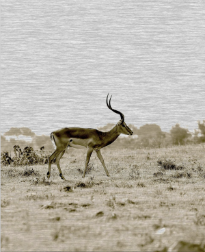 A gazelle walking across the grass in an open field.