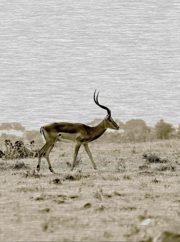 Lone Impala
16.88"x20.88”, 2014 
on aluminum with museum sintra wall mount
Limited Edition