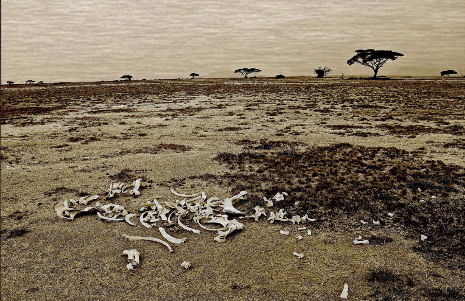 A field with dead animals on it and trees in the background.