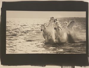 A group of horses running through water.