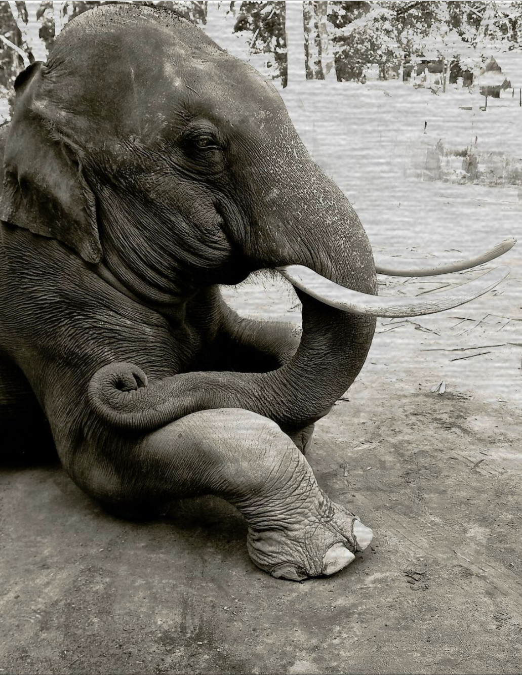 An elephant sitting on the ground with its trunk in his mouth.