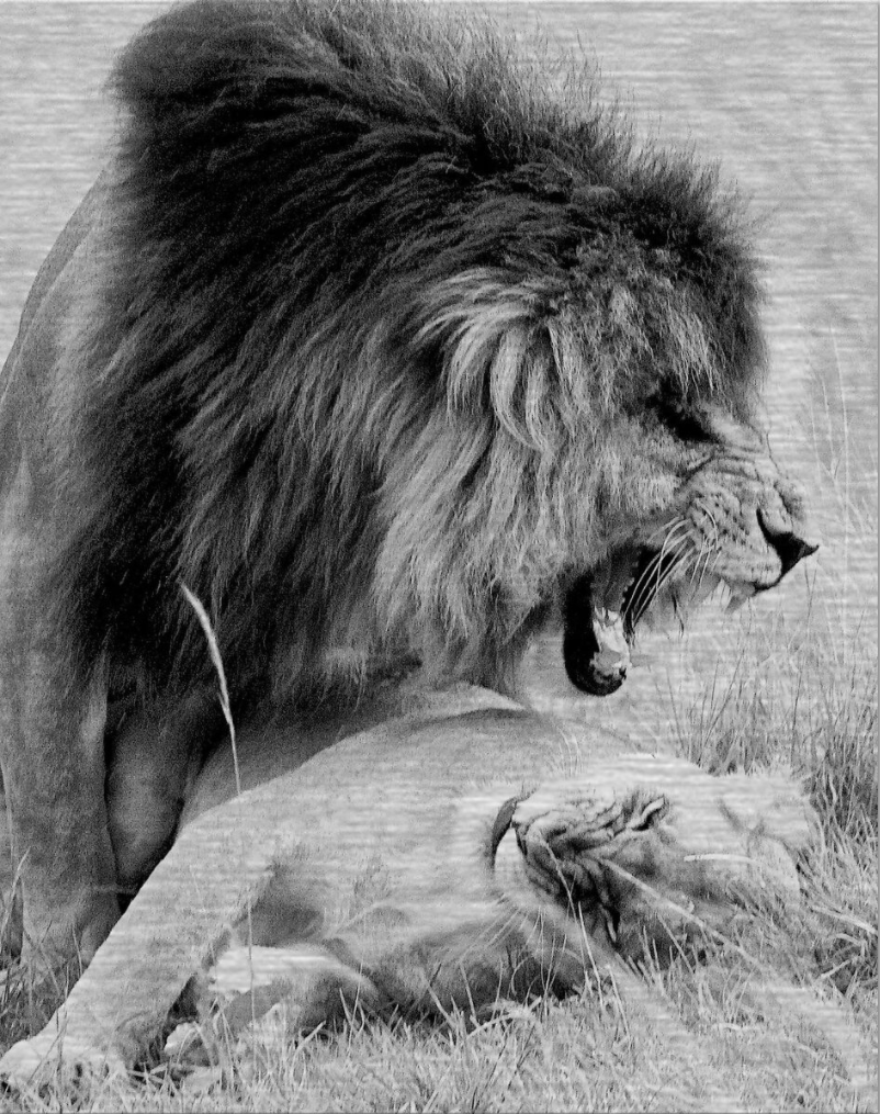 A black and white photo of a lion