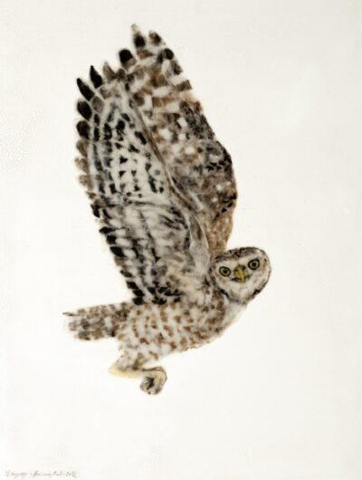 Owl in mid-flight against a white background.