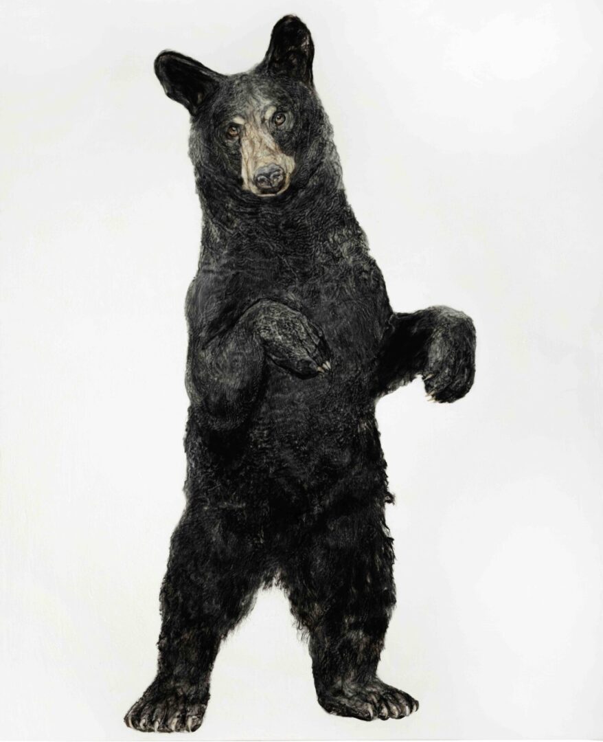 A black bear standing upright on hind legs against a white background.