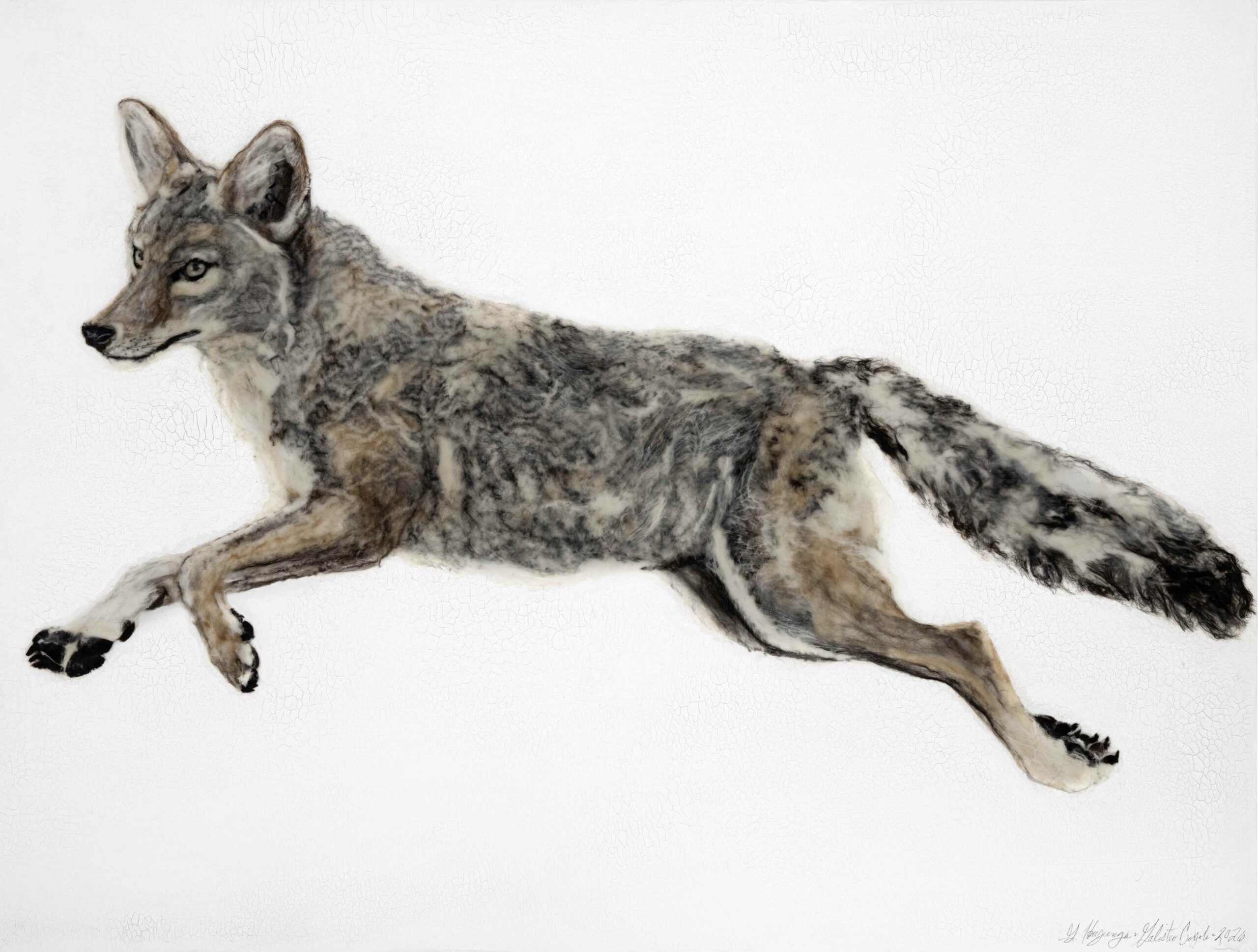 Galisteo Coyote
